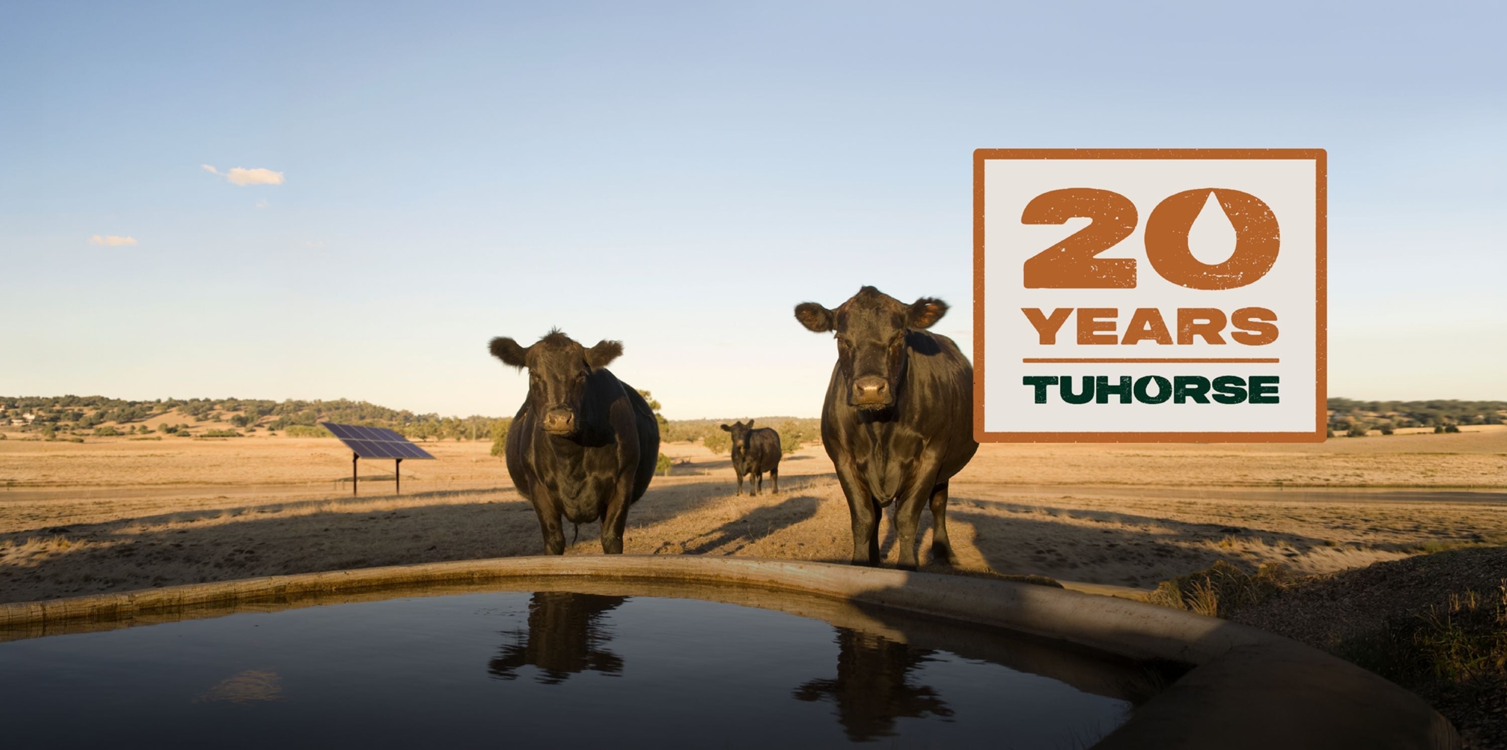 The proof is in the paddock: 20 years of Tuhorse - Tuhorse Australia